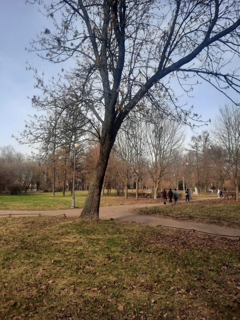 Деревья в саду